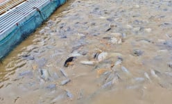 Một nơi ở Hải Phòng, nuôi cá dày đặc bằng công nghệ 'bắt tập thể dục', cá quẫy rào rào, nhiều người xem