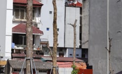 Hàng loạt cây trên đường Huỳnh Thúc Kháng kéo dài lại chết khô