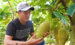 Cần Thơ: Xuất hiện 'giống mít độc lạ' mang hương vị sầu riêng, giá cao hơn gấp 15 lần giá mít Thái
