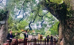 Cây cổ thụ nổi tiếng ở một vùng của Bắc Giang được vua Lê ban sắc phong, nhiều chuyện kỳ lạ