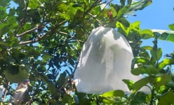 Độc, lạ Quảng Ngãi: Các nhà vườn thi nhau 'mặc áo' chống nắng cho bưởi da xanh để làm gì?