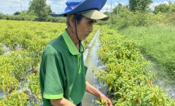 Ớt sừng châu Phi là ớt gì mà ông nông dân Long An liều trồng đất phèn, ai ngờ ra trái quá trời?