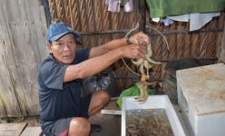 Tôm sú nuôi trong rừng ngập mặn ở Cà Mau, bắt lên toàn con to bự, tươi rói, thương lái tranh nhau mua