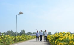 Đường hoa huỳnh anh ở một nơi nông thôn mới kiểu mẫu của Sóc Trăng, ngắm thôi đã mê lắm rồi