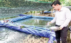 Hậu Giang: Nuôi đàn cá cảnh săn mồi, khách hàng đặt mua số lượng lớn, chàng trai 9X thu hơn nửa tỷ đồng