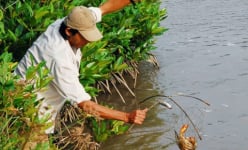 Một khu rừng ngập mặn nổi tiếng đất Cà Mau, tới nơi thấy cảnh đẹp như phim, dưới cá tôm, trên chim trời