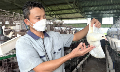 Nuôi thứ chim xinh đẹp, mắn đẻ, một anh nông dân Thanh Hoá tự trả lương cao, 30 triệu/tháng