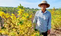 Làng nghề tiền tỷ ăn nên làm ra ở một huyện của TP HCM, có làng trồng mai vàng, nuôi cá cảnh thu trăm tỷ