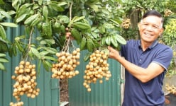 Ở Hưng Yên có loại nhãn cùi cổ, giòn và róc hạt, thơm như mật ong, giá cao mà khách vẫn nườm nượp tới mua