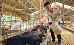 Điện Biên: Những nông dân làm giàu ngay trên đồng đất quê hương