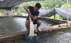 Nuôi loại 'cá tàu ngầm' ở một nơi cảnh đẹp như cổ tích, trai nghèo Lào Cai nay đã giàu lên