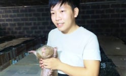Nuôi loại thú ham ăn mía, gặm tre, chăm rất nhàn, nông dân 9X Quảng Bình bán làm đặc sản