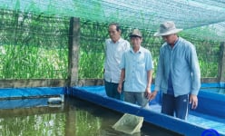 Nuôi cá cảnh kiểu gì mà vừa chăm vừa chơi, anh nông dân Tiền Giang có lương cao, 20-25 triệu/tháng