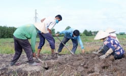 Đào lên vô số củ ngon, bổ dưỡng, có 65 tấn bán, ông nông dân Long An nói câu gì khiến người ta bất ngờ?