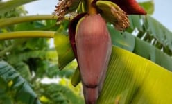 Loại hoa giàu kali, xưa nhà nghèo ăn, nay ở Thái Bình là rau sạch làm bún bung đặc sản vạn người mê
