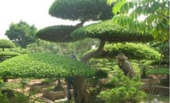 Một làng cổ ở Nam Định dân trồng cây cảnh đẹp như phim, nhiều nhà đang giàu lên trông thấy