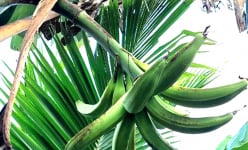 Ở một nơi của Trà Vinh, nông dân trồng thứ cây ra trái to bự lạ mắt, ăn bổ não, nhuận tràng, là hàng OCOP