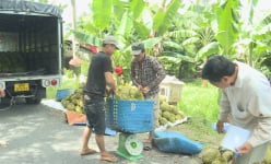 Vùng đất này ở Trà Vinh có thế đất lạ, ra tới nơi thấy trái cây chín quá trời, thơm nức mùi sầu riêng