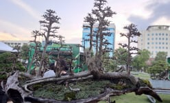 Xuất hiện nhiều 'quái cây' bonsai với dáng thế độc, lạ tuổi đời trăm năm giá hàng chục tỉ đồng ở Bình Định