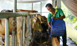 Gom thứ dây này ở Vĩnh Long ủ chua cho bò ăn, con nào cũng trơn lông đỏ da, khỏe như vâm, nông dân nhàn