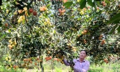 Loại trái cây ngon này ở Vĩnh Long, cây thấp tè mà quả la liệt, cứ 1 công nông dân lời 40 triệu