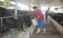 Giá bò thịt 'lao dốc' chỉ còn 70.000 đồng/kg, người chăn nuôi chán nản giảm đàn, vì đâu nên nỗi? 