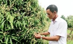 Vườn nhãn khổng lồ ra trái nghịch vụ ở Cần Thơ, ông giám đốc là Nông dân Việt Nam xuất sắc 