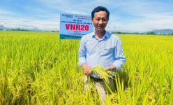 Bộ ba giống lúa cho năng suất cao, chắc khỏe của Vinaseed chiếm trọn niềm tin của nông dân Quảng Nam