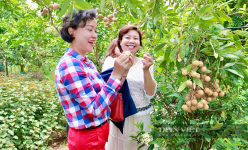 Loại nhãn 4 sao của Hưng Yên 'hãnh diện' đi chợ toàn cầu, sang cả Mỹ, đó là giống nhãn gì?