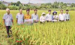 Giống lúa VNR20 của Vinaseed có gì đặc biệt mà nông dân Đà Nẵng mê tít?