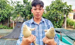 9X Ninh Bình nuôi ếch Thái ngồi dày đặc dưới ao, ai xem cũng mê, toàn con to, thịt chắc nịch