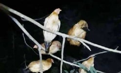 Ở một hòn đảo của Hải Phòng có một thung lũng lạ, thấy gà 'leo cây', bướm bay rợp trời