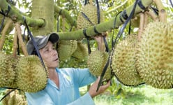 Vùng đất này của Khánh Hòa thơm lừng mùi sầu riêng, thương lái tấp nập, chốt giá liên tục, có nhà thu tiền tỷ