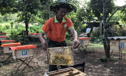 Nuôi bầy ong chả phải cho ăn, nông dân nơi này ở Hà Tĩnh cười tươi vì nhiều mật, bán giá 300.000 đồng/lít