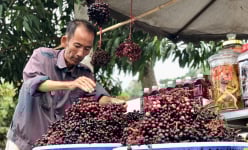 Quả mọc dại ở vùng Thất Sơn, An Giang bỗng thành đặc sản đắt hơn nho Mỹ, đến mùa dân hái bán 'hốt bạc'