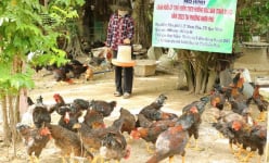 Gà thả vườn ở một nơi của Bình Định nuôi kiểu gì mà hễ nói bán là có người mua ngay?