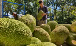 Tiền Giang có nhiều mã số vùng trồng vi phạm, Sở NNPTNT giải thích gì?