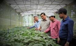 Nơi đỉnh một ngọn núi cao ở Quảng Nam có một làng tỷ phú trồng thứ cây tiền tỷ dưới tán rừng rậm