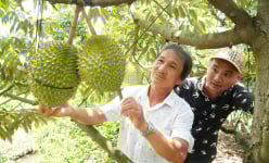 Trồng sầu riêng ở một tỉnh ĐBSCL tăng diện tích quá nhanh, ngành chức năng khuyến cáo điều gì?