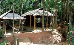 Khu rừng nổi tiếng ở Tây Ninh chỉ rộng hơn 200ha, có thứ lá cây lạ, bộ đội xưa cắt lợp mái nhà