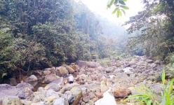 Một khu rừng rậm ở Hòa Bình nở vàng hoa vàng anh, đá cuội hình thù lạ, bắt cá suối, hái rau rừng ăn ngon