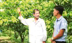 Cắt bỏ trái 'mề gà' khi trồng na Thái, một nông dân Cần Thơ hái toàn trái to bự, mỗi đợt bán cả tấn