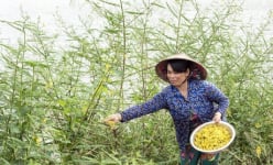 Nước tràn đồng, nói tới rau đồng, dân miệt vườn Vĩnh Long nghĩ ngay đến thứ bông đặc sản này