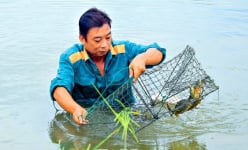 Nuôi cua biển theo 2 giai đoạn ở Cà Mau nước sạch mà con cua to bự thế này, hễ bán là hết sạch