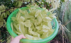 Thứ lá rừng, lá cây dại này hóa ra lại là loại rau ngon, ăn lẩu mắm thì bá cháy