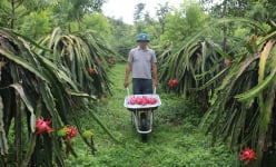 Hành trình đem giống cây đặc sản ở Bình Thuận về 'chinh phục' đất Lào Cai