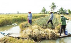 Lúa bệ ở Kiên Giang là thứ lúa gì mà làm ra loại gạo sạch nghe tên là khối người muốn mua?