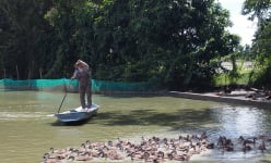 Nuôi thứ vịt bay như chim hoang dã, chăm nhàn mà nông dân một xã ở Sóc Trăng hễ bán là đắt hàng