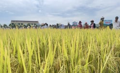 Trồng giống lúa mới của Vinaseed trên đất phèn, nông dân Quảng Nam bất ngờ bội thu
