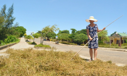 Một hòn đảo ở biển Quảng Trị cách bờ hơn 27km, có loại cỏ thần kỳ, trường thọ, thực ra là cây rừng gì?